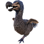 dodo